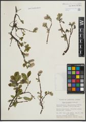 Foto von Salix arctophila Cockerell ex A. Heller